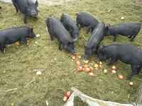 Pigs_eating_apples__1