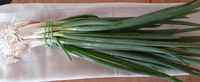 Field_cleaned_green_onions