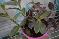 Purple_hearts_houseplant