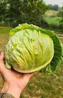 Green_cabbage