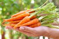 How-do-baby-carrots-grow