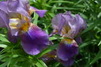 Purple_iris2