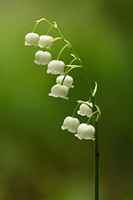 Lily_of_the_valley_wikipedia