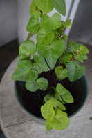 Ivy_houseplant_grinnell