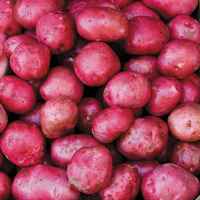 Red_prairie_potato