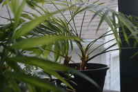 Houseplant_palm
